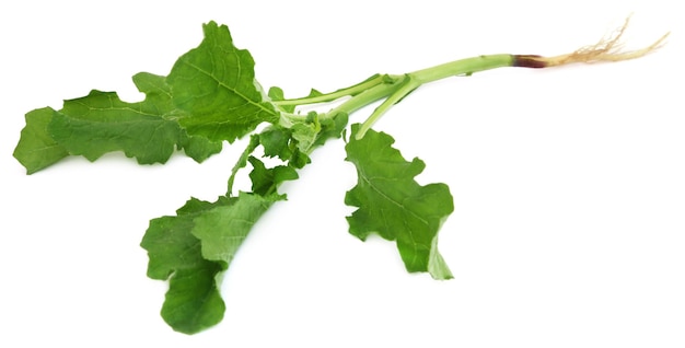 Brassica (Sarsou)