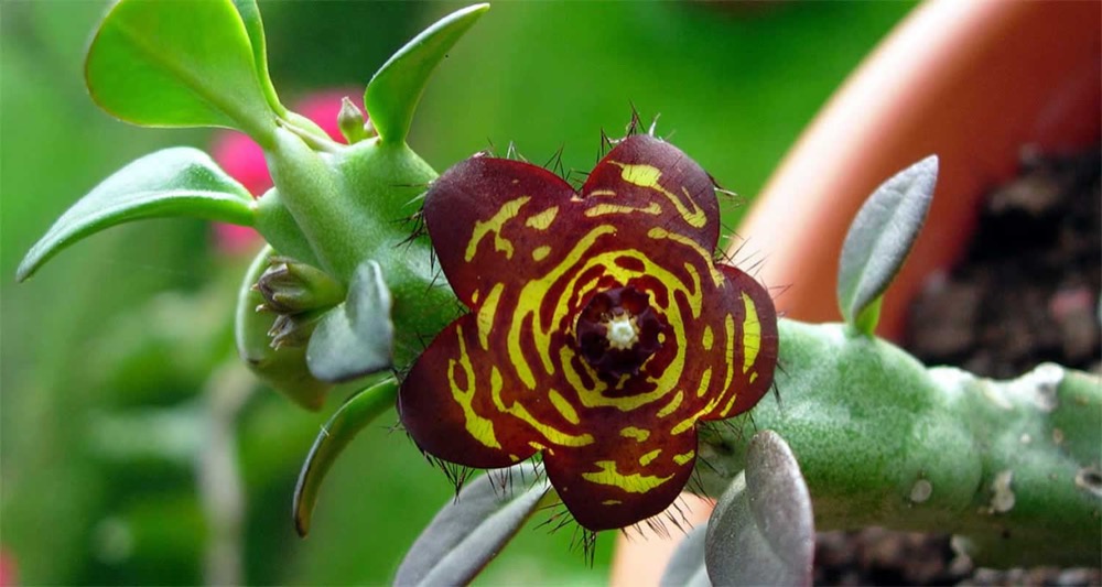 Carralluma Fimbriata (Chong)