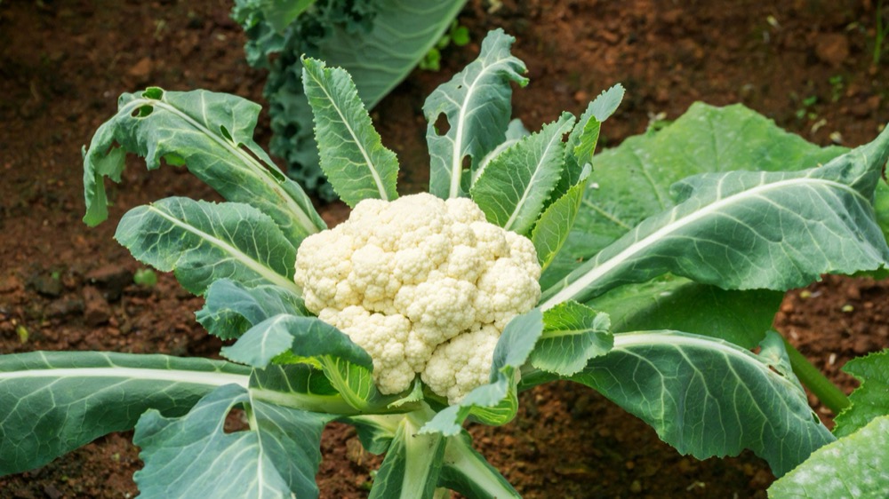 Cauliflower (Phool Gobi)