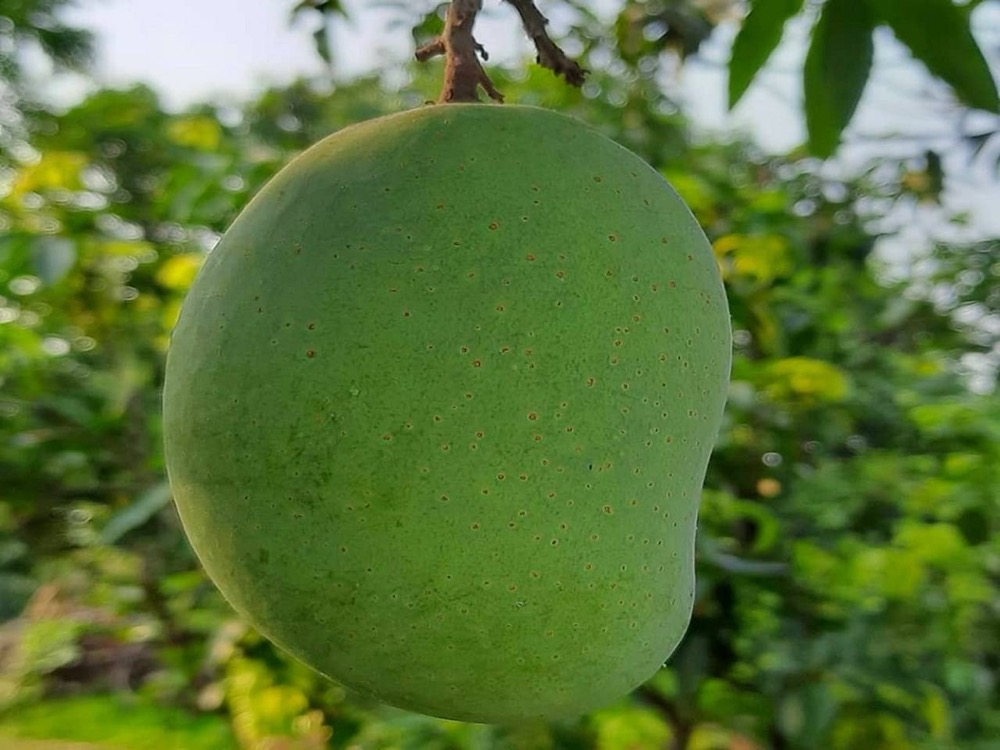 Langra Mango