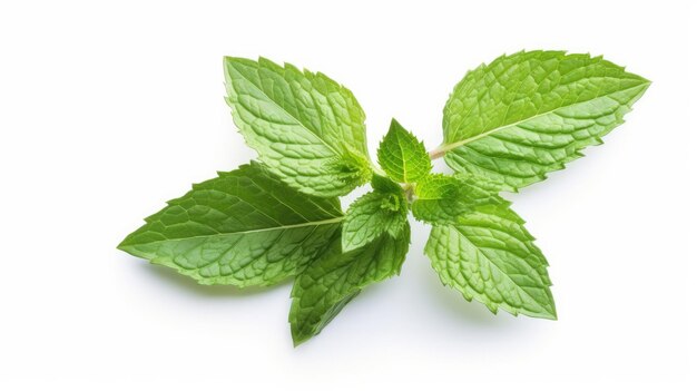 Mint (Podina)