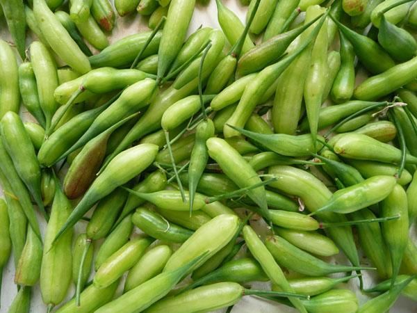 Radish pods (Mongra)