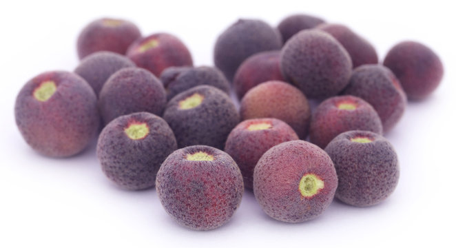 Sherbet Berry (Falsa)